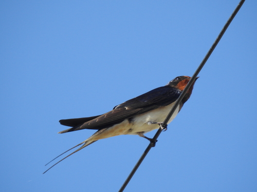 Avistamiento "Golondrina Tijereta, Golondrina de Horquilla"