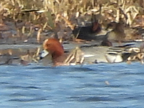 Eurasian Wigeon