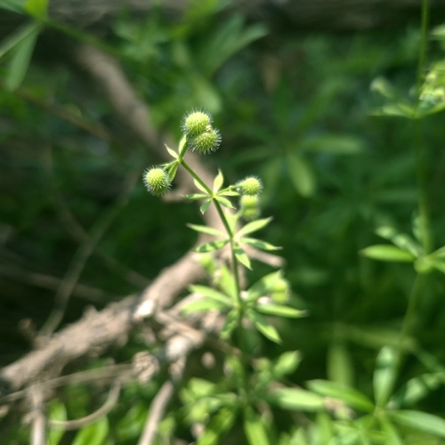 catchweed bedstraw