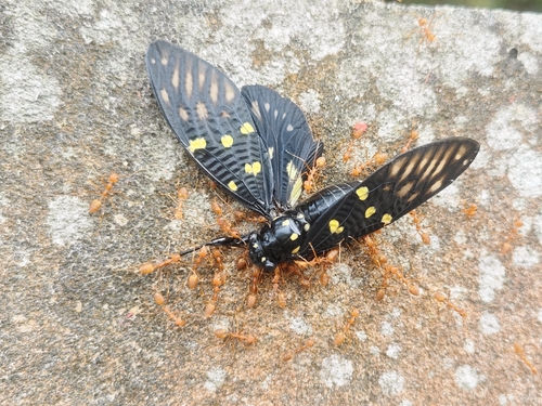 Speckled Black Cicada