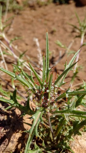 Atractylis delicatula
