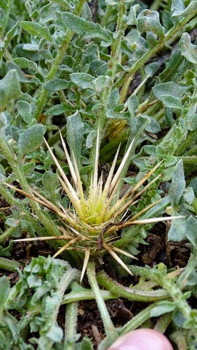 Centaurea pungens
