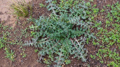 common golden thistle
