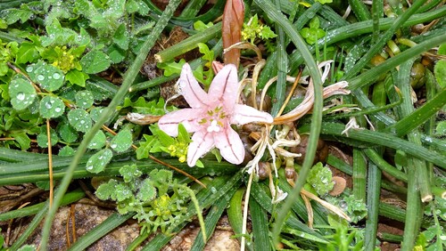 Asphodelus acaulis