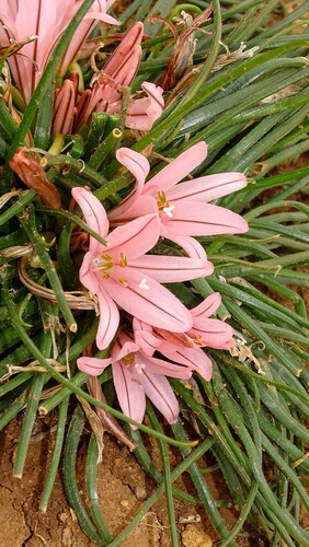 Asphodelus acaulis