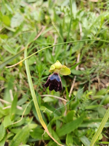 Atlantic Ophrys