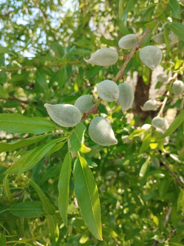 Avistamiento Almendro