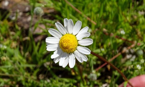 mini-marguerite
