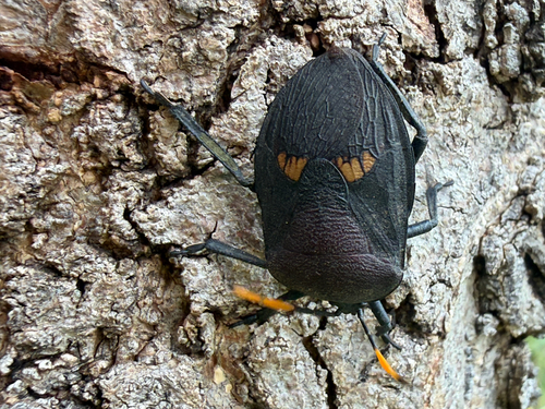 Watermelon Bug