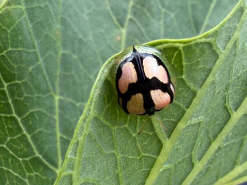 Chiridopsis nigrosepta