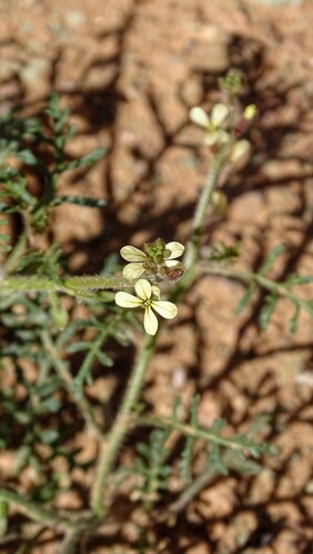 Ward's Weed