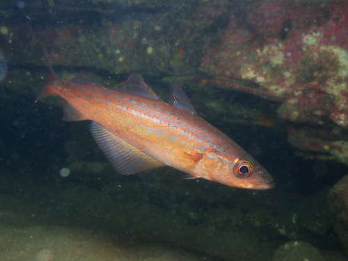 Pollachius pollachius