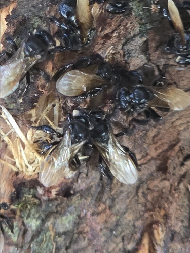 Hyaline-winged Stingless Bee