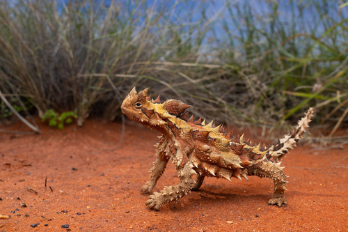 Thorny Devil