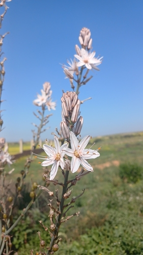 Branched Asphodel