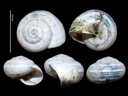 Theba pisana pisana