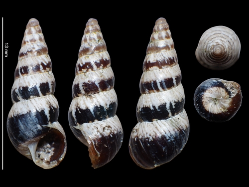 Cochlicella acuta