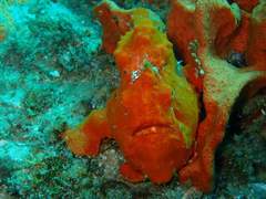Painted Frogfish