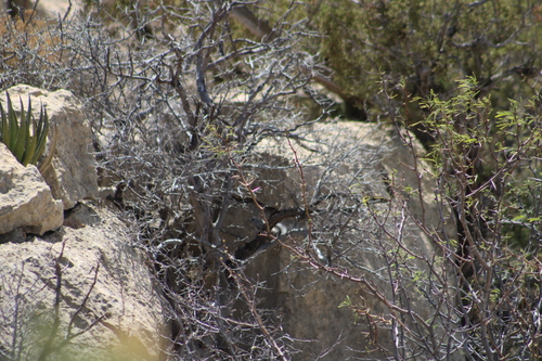 Texas Antelope Squirrel observed by brooksy