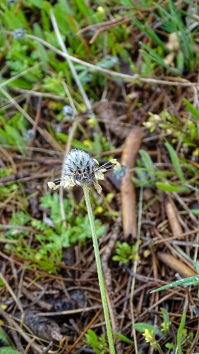 Hare's-foot Plantain
