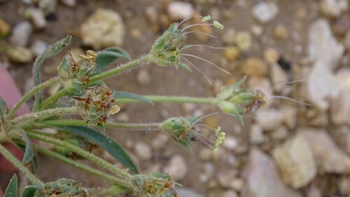 Plantago mauritanica