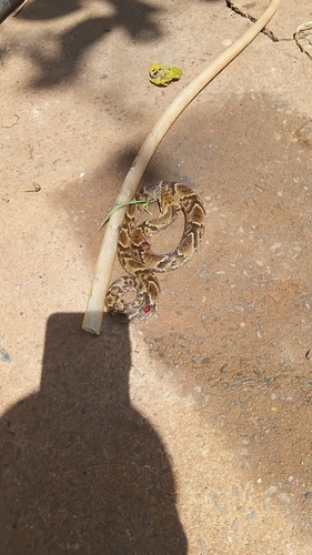 Wagler's Snake