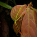 Eulophophyllum lobulatum - Photo (c) bjornlardner, all rights reserved, uploaded by bjornlardner