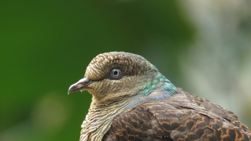 Barred Cuckoo-Dove