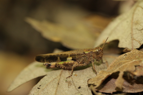 Broad Green-winged Grasshopper