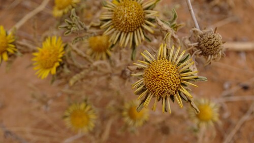 Asteriscus graveolens