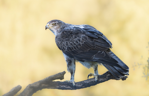 Bonelli's Eagle