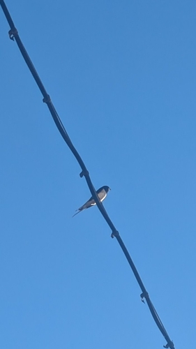 Avistamiento "Golondrina Tijereta, Golondrina de Horquilla"
