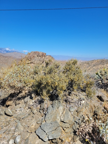 iNaturalist observation photo of rough jointfir
