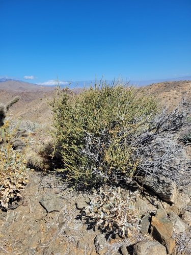iNaturalist observation photo of rough jointfir