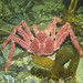Southern King Crab - Photo (c) Mariano Rodriguez, all rights reserved, uploaded by Mariano Rodriguez