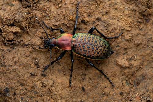 Carabus elysii