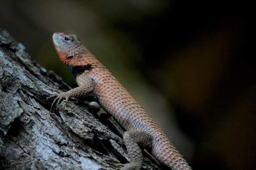 Lundell's Spiny Lizard
