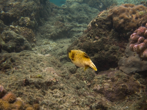Arothron nigropunctatus