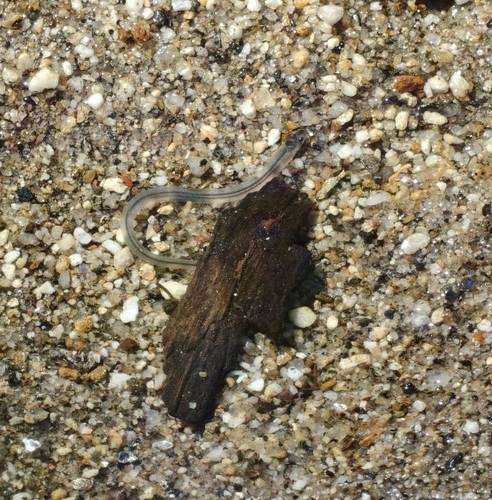 Anguilla anguilla