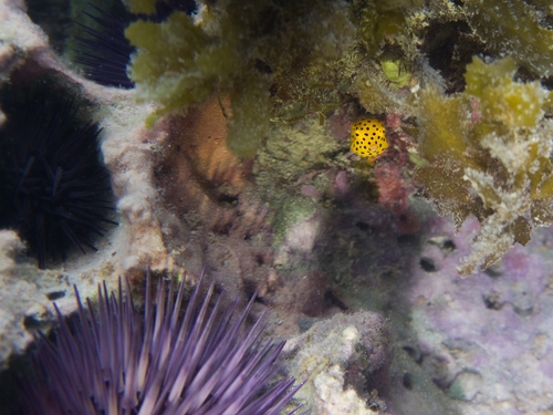Ostracion cubicum
