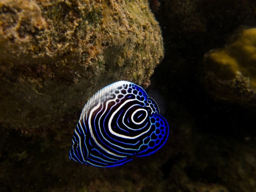 Pomacanthus imperator