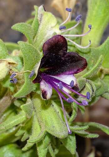 Egyptian henbane