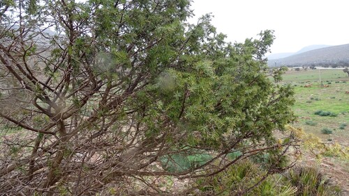 Juniperus oxycedrus badia