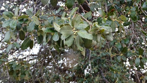 sweet acorn oak