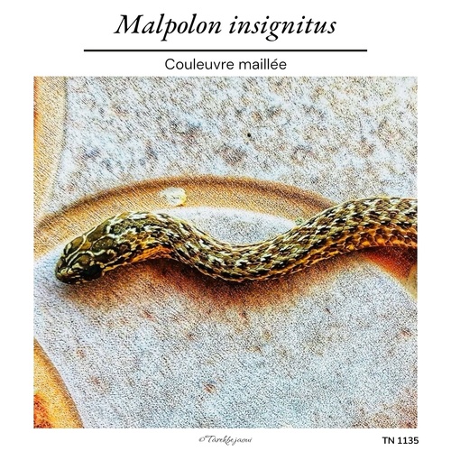 Eastern Montpellier Snake