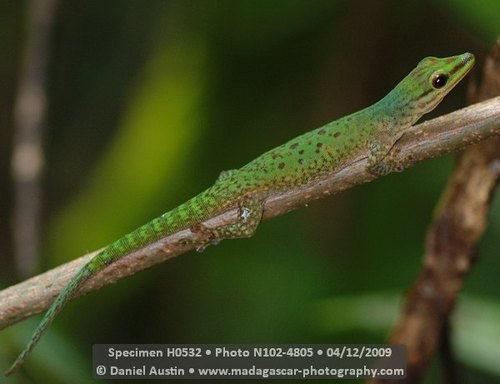 Speckled Day Gecko