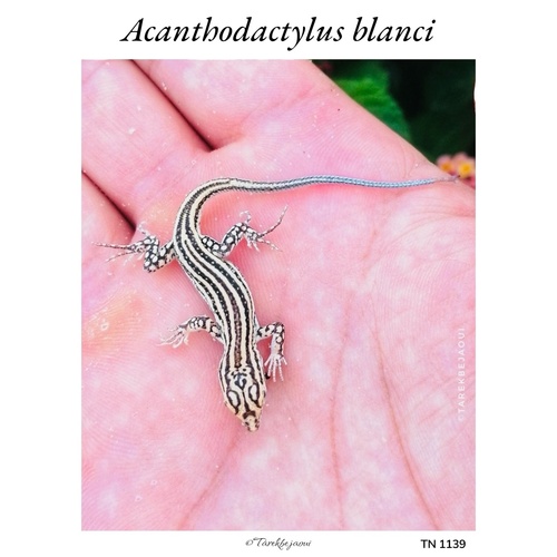 Blanc's Fringe-toed Lizard
