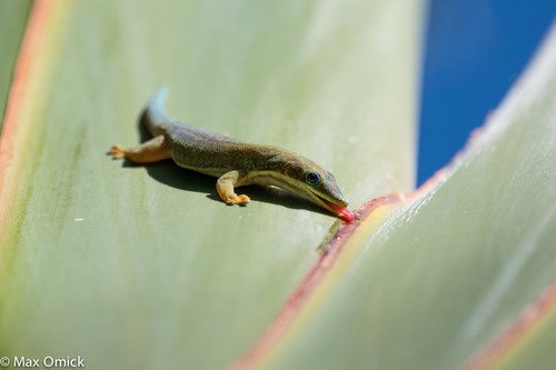 Morondava Day Gecko