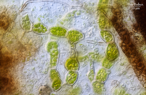Leptosira
