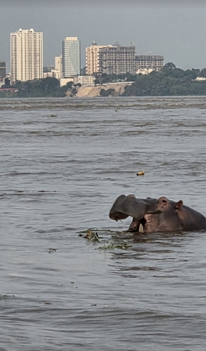 Common Hippopotamus